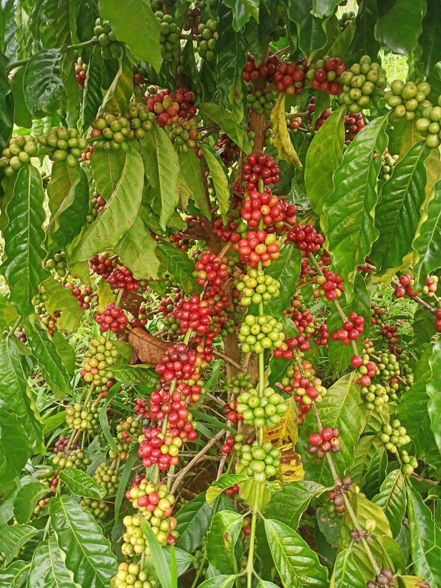 Giá nông sản ngày 1/1/2023: Cà phê giảm mạnh, tiêu tăng 500 đồng/kg